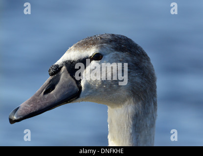 Cygne tuberculé Cygnus olor - close up of juvenile Chef Banque D'Images