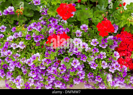 Géranium (Pelargonium) et les pétunias dans la fenêtre de dialogue // jardinière avec surfinias (Petunia surfinia) et pélargonium Banque D'Images