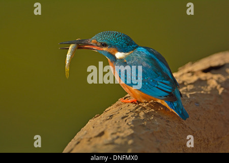 Kingfisher commun avec un poisson dans le parc national de Ranthambhore, Inde Banque D'Images