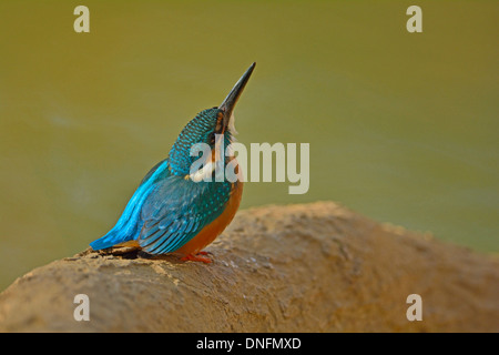 Kingfisher commun perché près d'un lac dans le parc national de Ranthambhore, Inde Banque D'Images