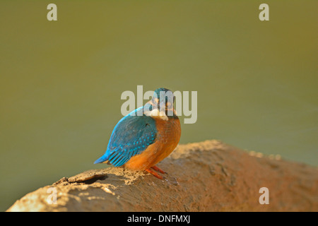 Kingfisher commun perché près d'un lac dans le parc national de Ranthambhore, Inde Banque D'Images