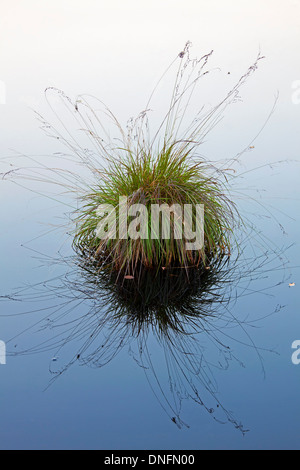 Des touffes d'herbe pourpre moor (molinie caerulea) reflètent dans l'eau de l'étang des Landes Banque D'Images