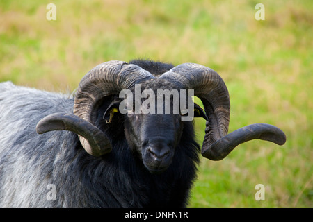 Heidschnucke ram, race de moutons à la lande de Lunebourg / Lunenburg Landes, Basse-Saxe, Allemagne Banque D'Images