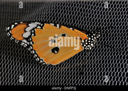 Papillon Monarque Danaus plexippus, Nymphalidae, Americhe Banque D'Images