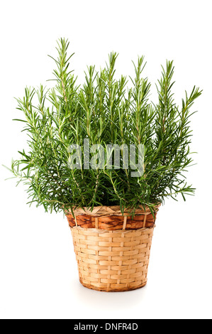 Rosemary plant in vase isolé sur fond blanc Banque D'Images