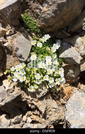 Cerastium uniflorum est une petite plante alpine avec des fleurs blanches qui pousse sur des rochers Banque D'Images