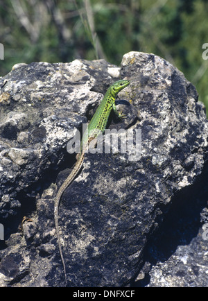 Lézard des murailles des Balkans. Seul mâle adulte au soleil sur la roche. Grèce Banque D'Images