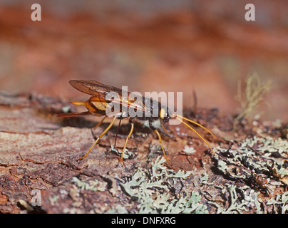 Bois géant Wasp. Urocerus gigas. Seule femelle en ponte dans le journal. UK Banque D'Images