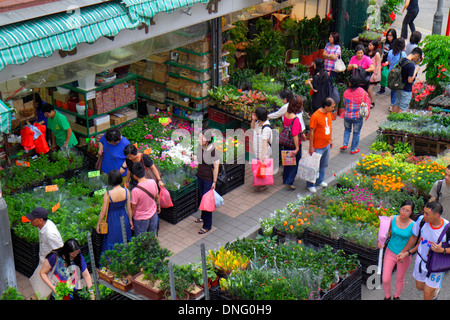 Hong Kong Chine,HK,Chinois,Oriental,Kowloon,Prince Edward,Flower Market Road,Mongkok,vendeurs,stall stands stand marché achat vente, exposition s Banque D'Images