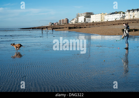 Une jeune femme jette une balle pour son animal de chien à la mer, à Worthing. Photo par Julie Edwards Banque D'Images