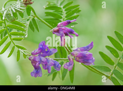 (Vicia cracca vesce jargeau, vache, vesce vesce vesce boréale, des oiseaux Banque D'Images