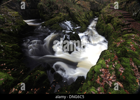 Chutes de la rivière Rival, Doe, sentier des chutes d''Ingleton, Ingleton village, Yorkshire Dales National Park, England, UK Banque D'Images