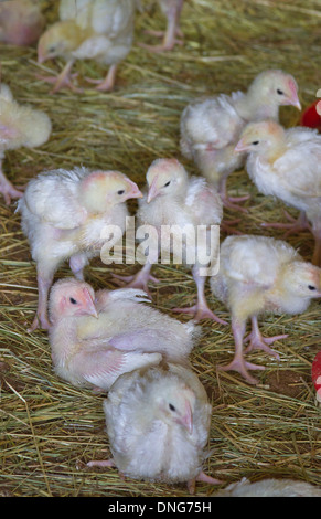 Poussins entassés dans une cage de poulet Banque D'Images