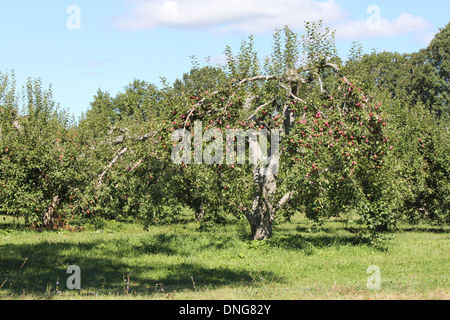 Petite, vieille, apple tree chargés de pommes, prêt pour la cueillette Banque D'Images