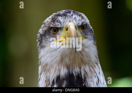 Pygargue à tête blanche (Haliaeetus leucocephalus),immatures close-up portrait Banque D'Images