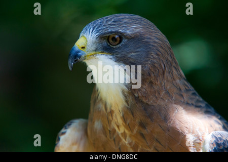 De Swainson (Buteo swainsoni) close-up portrait Banque D'Images