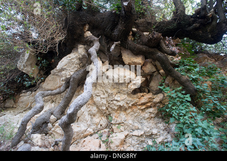 Les racines des arbres longeant la rock Banque D'Images