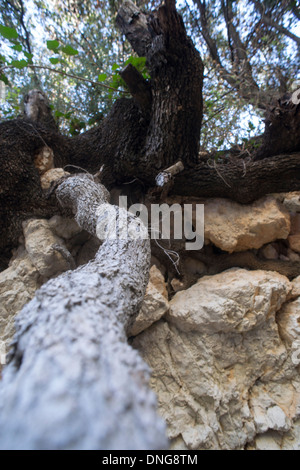 Les racines des arbres longeant la rock Banque D'Images