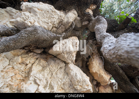 Les racines des arbres longeant la rock Banque D'Images