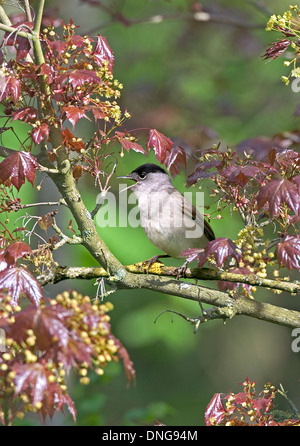 Blackcxap (Sylvia atricapilla) mâle en chanson, American Maple en fleur, Washington, West Sussex, UK Banque D'Images