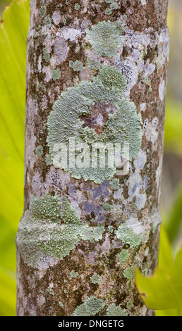 Lichens tropicaux qui poussent sur l'écorce des arbres, la Malaisie Banque D'Images