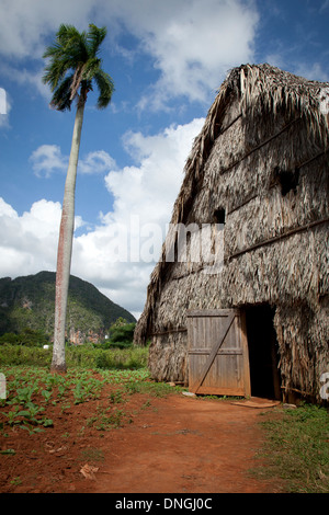 Chambre de séchage du tabac dans la vallée de Vinales à Cuba Banque D'Images