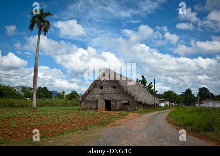 Chambre de séchage du tabac dans la vallée de Vinales à Cuba Banque D'Images