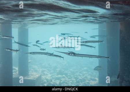 Banc de Needlefish dans l'océan Banque D'Images