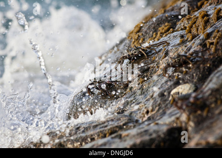 Les vagues se briser sur les crabes sur un mur Banque D'Images