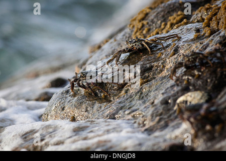 Les vagues se briser sur les crabes sur un mur Banque D'Images