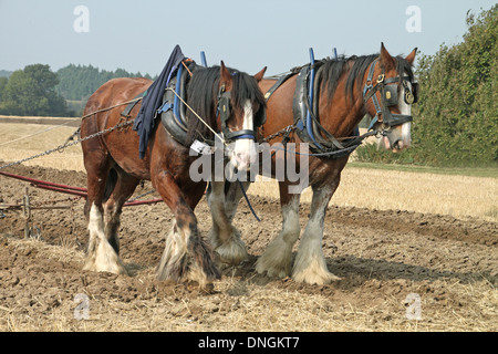 Chevaux Shire, paire de labour, West Grinstead de labour, la ferme, chancton ashington, Angleterre, 2009 Banque D'Images