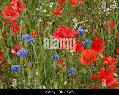 Pavot commun ( Papaver rhoeas), bleuet (Centaurea cyanus), South Downs. Banque D'Images