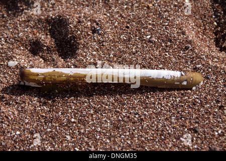 Shell sur Paignton Beach Devon Banque D'Images