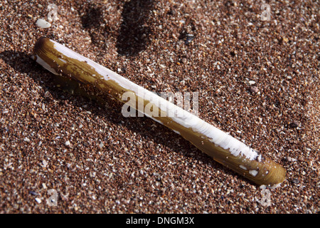 Shell sur Paignton Beach Devon Banque D'Images