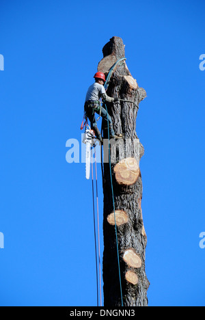 Travailleur du paysage avec les garnitures de scies pin géant dans le comté de Marin en Californie Banque D'Images