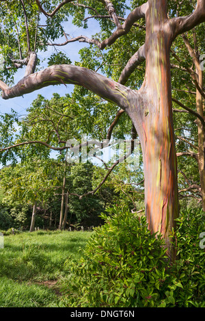 L'univers coloré et Eucalyptus Arc-en-ciel magique, l'Eucalyptus deglupta. Banque D'Images