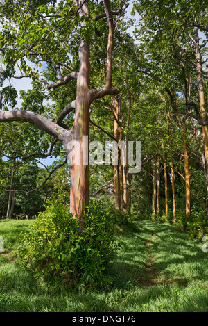 L'univers coloré et Eucalyptus Arc-en-ciel magique, l'Eucalyptus deglupta. Banque D'Images