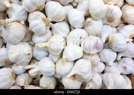 L'ail (Allium sativum L.) sur l'affichage en supermarché jardiniers ministère Banque D'Images