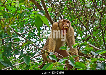 L'Urko singe en colère. Banque D'Images