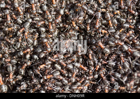 Les fourmis des bois (Formica rufa) au site de nidification. Dorset, UK. Banque D'Images