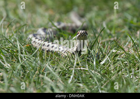 L'additionneur masculins (Vipera berus) traversant la prairie. Dorset, UK. Banque D'Images