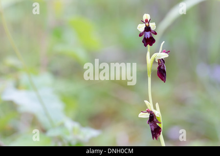 L'orchidée Ophrys insectifera (Fly). Surrey, UK. Banque D'Images