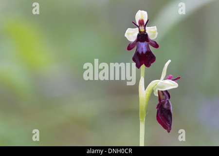 L'orchidée Ophrys insectifera (Fly). Surrey, UK. Banque D'Images