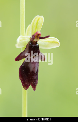 L'orchidée Ophrys insectifera (Fly). Surrey, UK. Banque D'Images