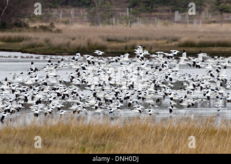 Avocettes (Recurvirostra avosetta) en vol. Le port de Poole, Dorset, UK. Banque D'Images