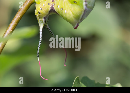 Puss moth Cerura vinula (caterpillar) sur le peuplier. Surrey, UK. Banque D'Images