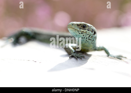 Lézard vivipare ou commun (Lacerta vivipara) sur demande. Surrey, UK. Banque D'Images