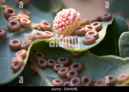 Pois rayures gall (Cynips longiventris) entouré par les galles spangle bouton soie (Neuroterus numismalis) sur la partie inférieure de la feuille de chêne. Banque D'Images