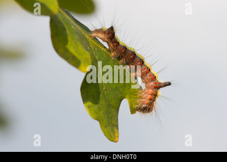 La dague de Caterpillar gris (Acronicta psi) se nourrissant de chêne scrub. Surrey, UK. Banque D'Images