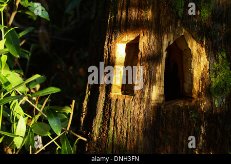 Portes en fée arbre soleil Banque D'Images